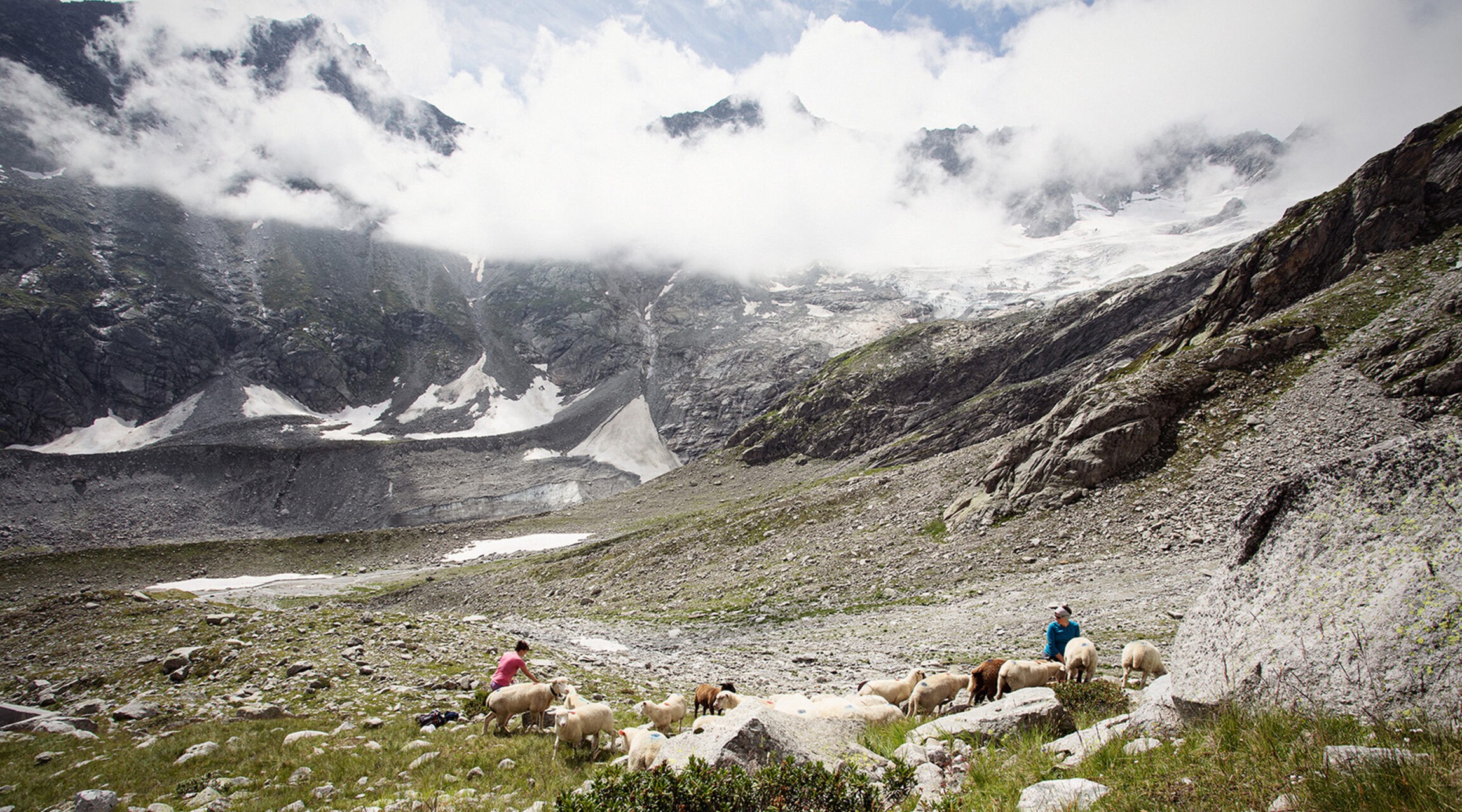 Goescheneralp lamm baumann beilage tavolago ag luzern