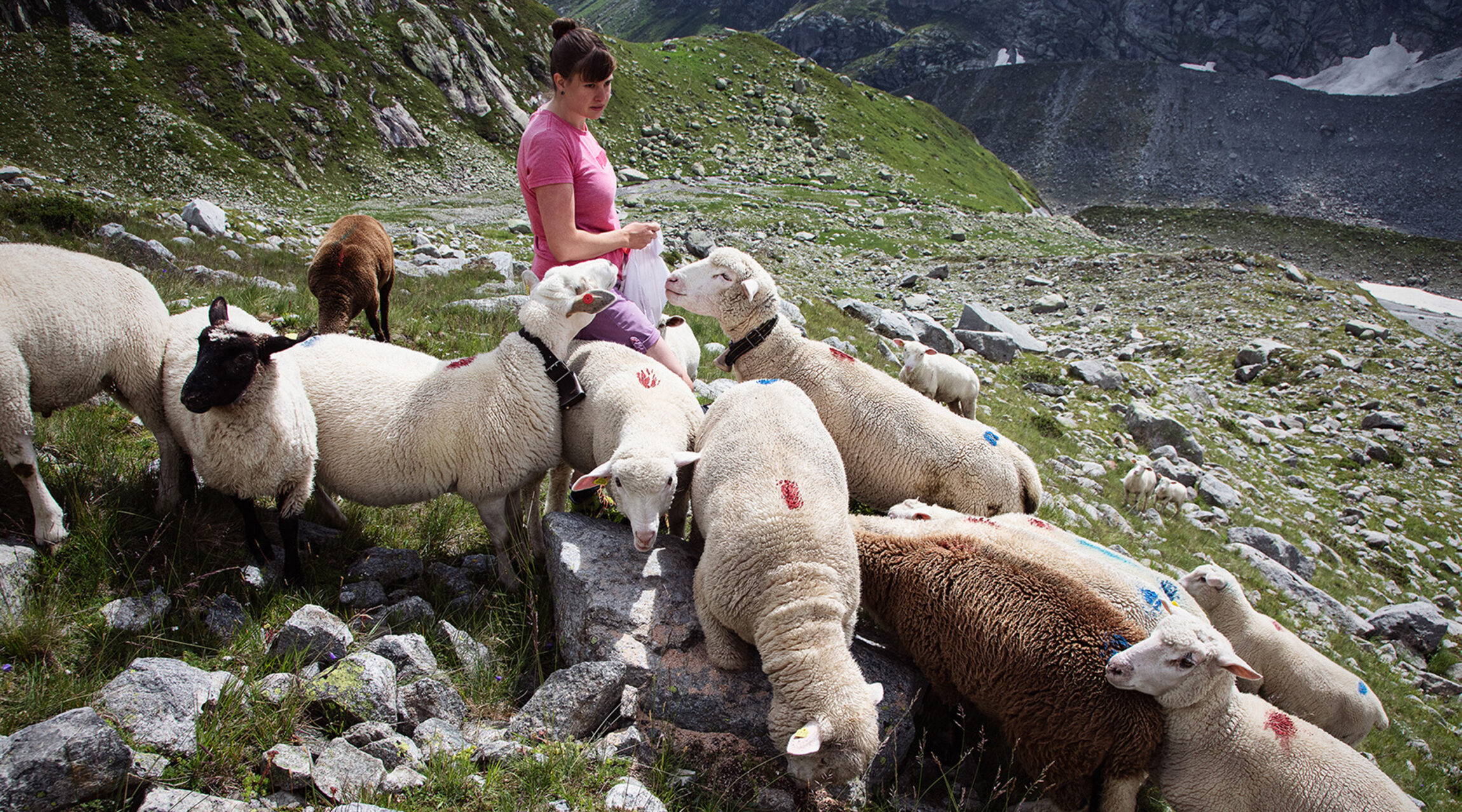 Goescheneralp lamm beilage tavolago ag luzern