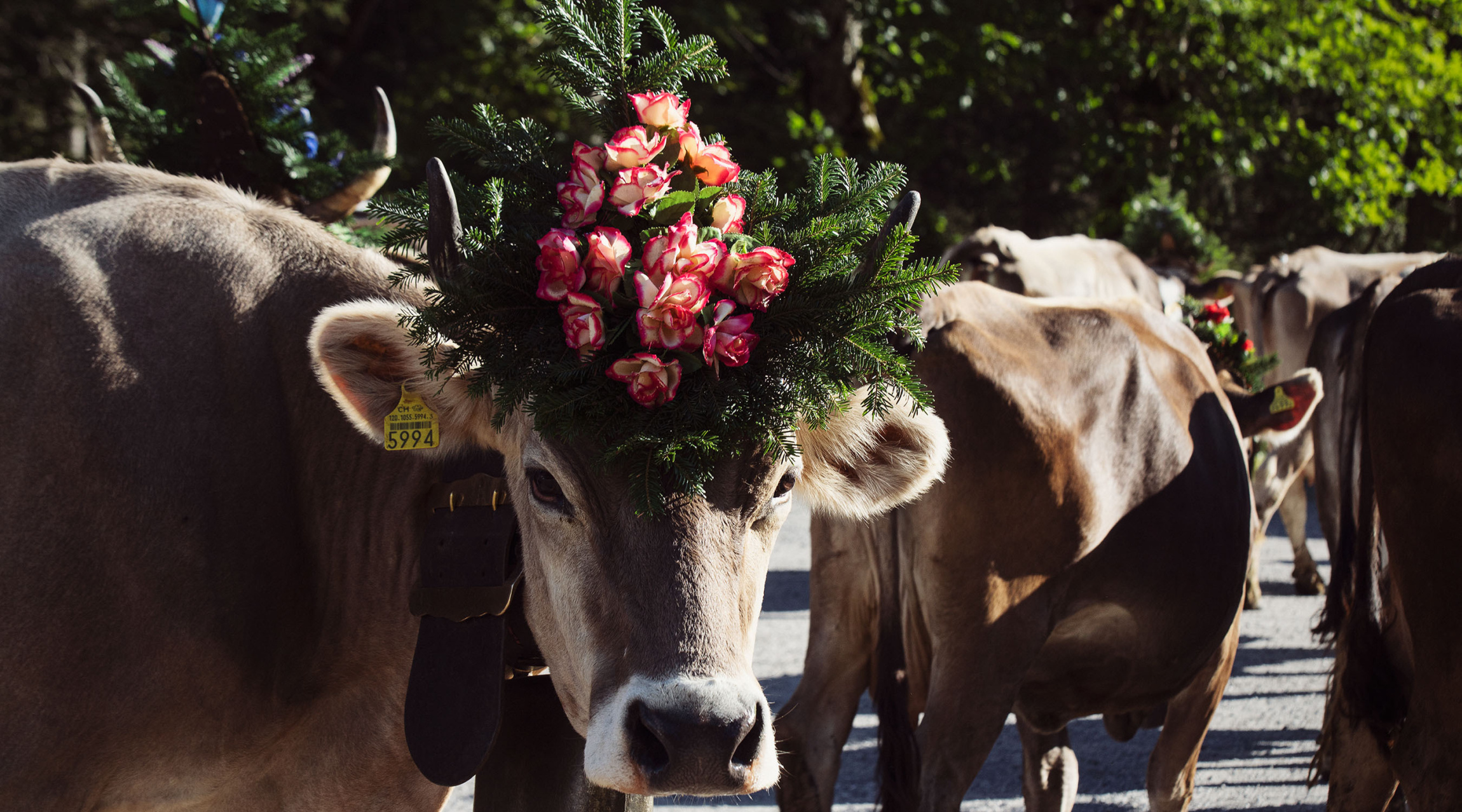 Alpkaeserei urnerboden 4 beilage tavolago ag luzern