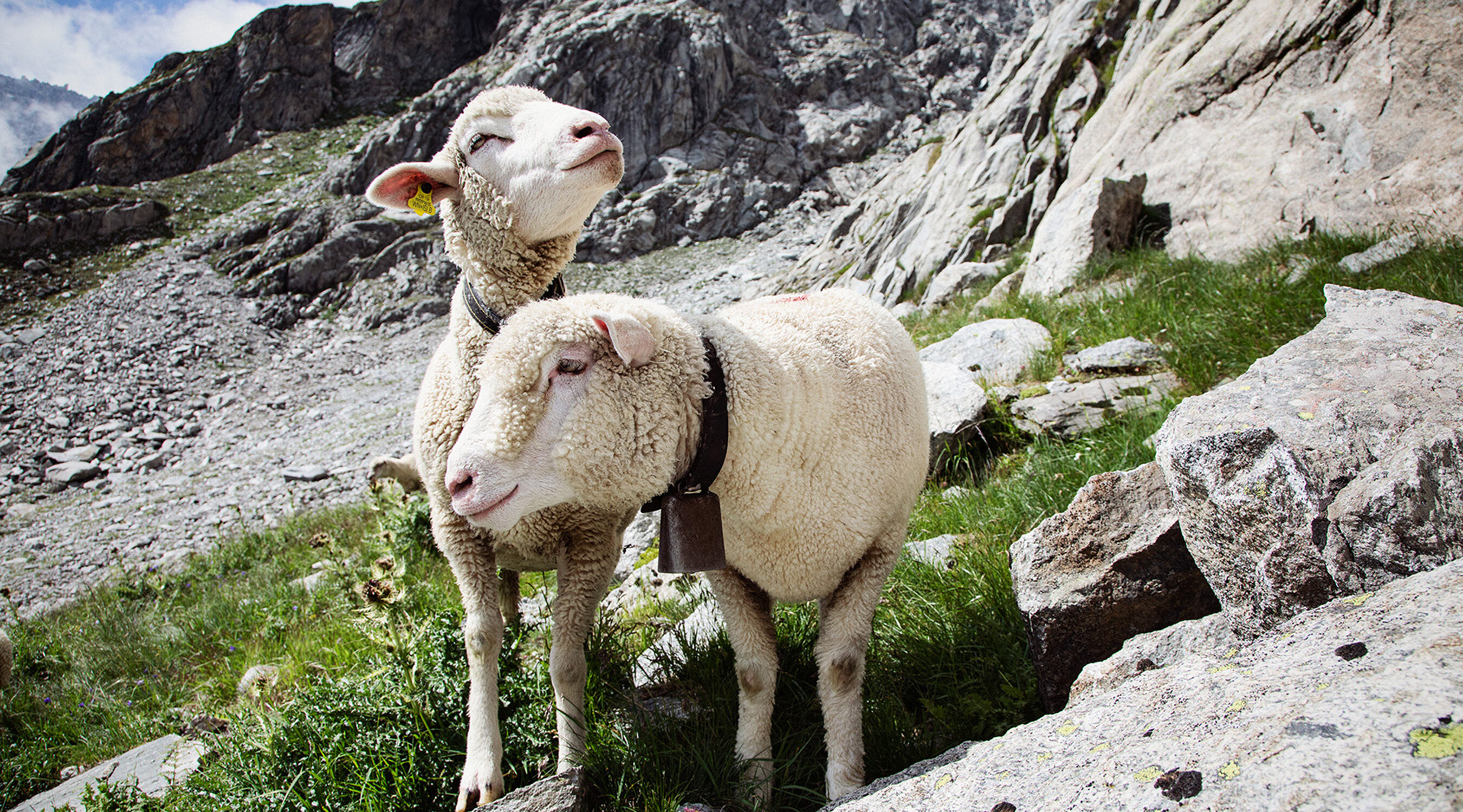 Goescheneralp lamm uri beilage tavolago ag luzern